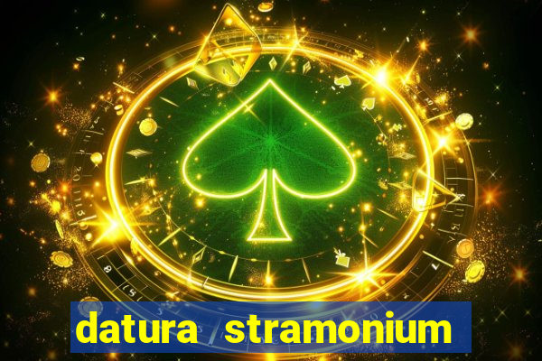 datura stramonium medicinal uses